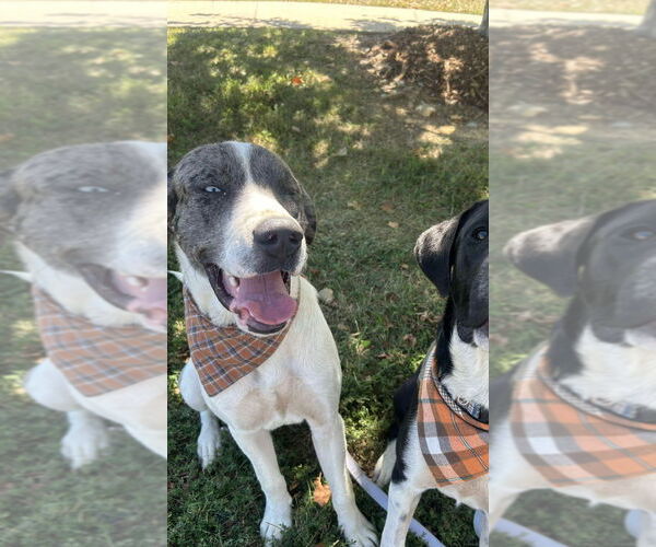 Medium Photo #6 Great Dane-Unknown Mix Puppy For Sale in Bullard, TX, USA