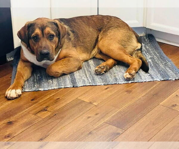 Medium Photo #2 Mutt Puppy For Sale in Ball Ground, GA, USA