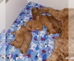 Small Photo #3 Goldendoodle Puppy For Sale in LEBANON, TN, USA