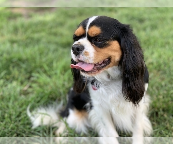 Medium Photo #1 Cavalier King Charles Spaniel Puppy For Sale in TULSA, OK, USA