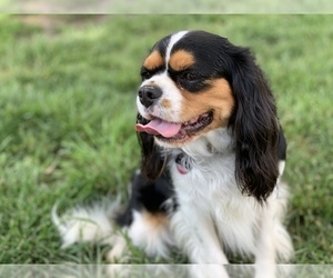 Father of the Cavalier King Charles Spaniel puppies born on 06/23/2023