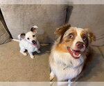 Small #2 Dachshund Mix