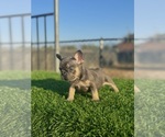 Small #3 French Bulldog