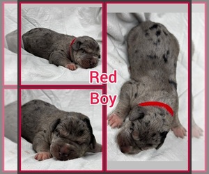 Great Dane Puppy for sale in MARSHVILLE, NC, USA