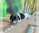 Small #1 Dachshund