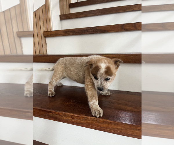 Medium Photo #9 Australian Cattle Dog Puppy For Sale in PUYALLUP, WA, USA