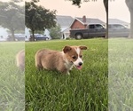 Small Photo #34 Pembroke Welsh Corgi Puppy For Sale in MILFORD, IN, USA