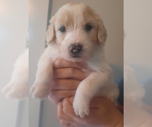 Maremma Sheepdog-Poodle (Standard) Mix Puppy for sale in BENTONVILLE, AR, USA