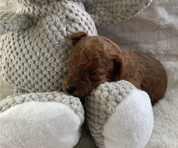Medium Photo #5 Poodle (Miniature) Puppy For Sale in INDIAN TRAIL, NC, USA