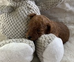 Small Photo #5 Poodle (Miniature) Puppy For Sale in INDIAN TRAIL, NC, USA