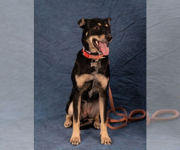 Medium Photo #12 Australian Kelpie-Unknown Mix Puppy For Sale in Lake Forest, CA, USA