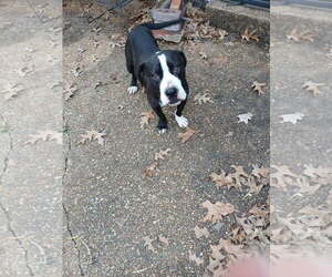 ZCL-D- River - Female Boxador Dog for Adoption - Photo #4