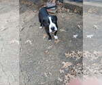 Small #3 Boxador