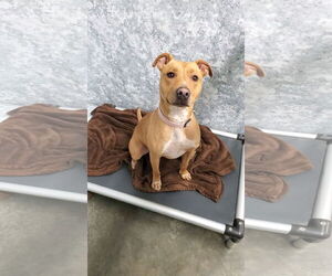 Rusty - Female Mutt Dog for Adoption - Photo #2