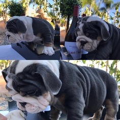 English Bulldog Puppy for sale in RANCHO CUCAMONGA, CA, USA
