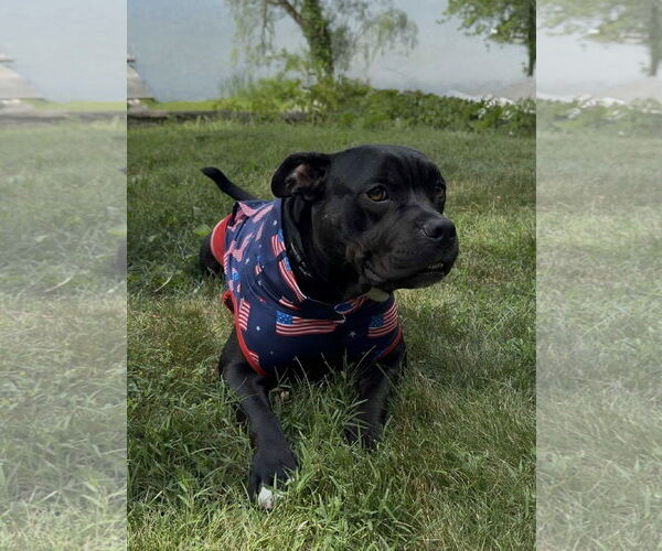 Medium Photo #9 Bulldog-Unknown Mix Puppy For Sale in Germantown, OH, USA