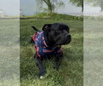 Small #8 Bulldog Mix