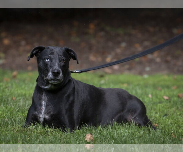 Medium Photo #9 Mutt Puppy For Sale in Arlington, VA, USA