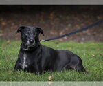 Small #8 Mutt