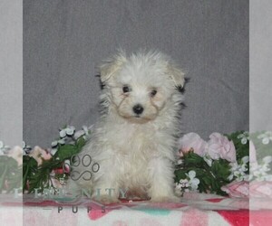 Maltese Puppy for sale in RISING SUN, MD, USA