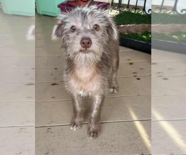 Medium Photo #1 Mutt Puppy For Sale in San Diego, CA, USA