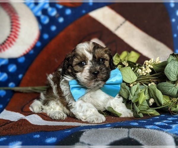 Medium Photo #2 Shih-Poo Puppy For Sale in GORDONVILLE, PA, USA