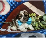 Small Photo #2 Shih-Poo Puppy For Sale in GORDONVILLE, PA, USA