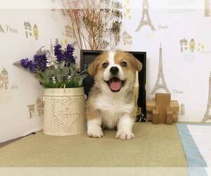 Pembroke Welsh Corgi Puppy for sale in NEW YORK, NY, USA