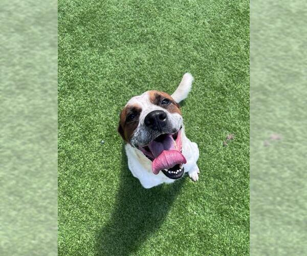 Medium Photo #2 Mutt Puppy For Sale in Grand Prairie, TX, USA