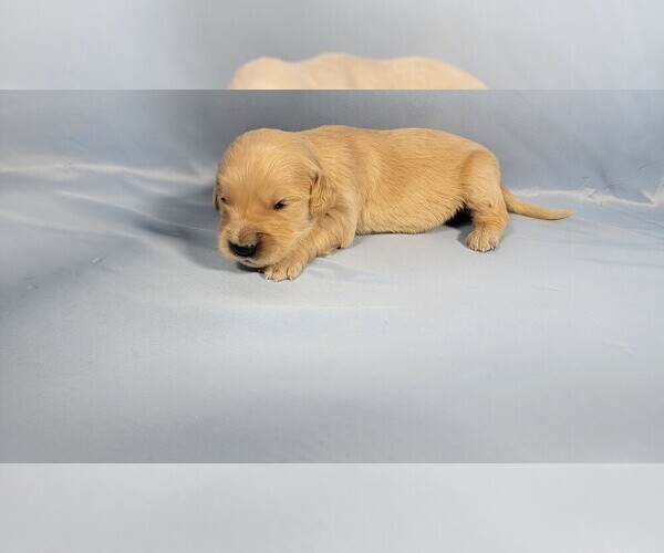 Medium Photo #25 Golden Retriever Puppy For Sale in BLACK FOREST, CO, USA
