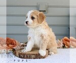 Small #1 Bernedoodle (Miniature)