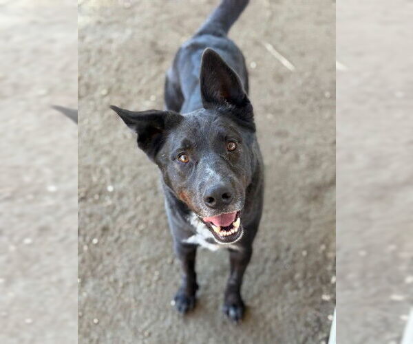 Medium Photo #2 Mutt Puppy For Sale in Riverside, CA, USA