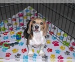 Small #7 Beagle