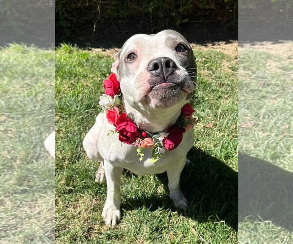 Medium Photo #11 American Pit Bull Terrier-American Staffordshire Terrier Mix Puppy For Sale in Redlands, CA, USA