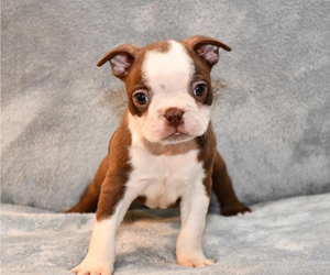 Boston Terrier Puppy for sale in HOMINY, OK, USA
