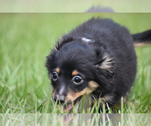 Medium Photo #5 Miniature Australian Shepherd Puppy For Sale in PALM COAST, FL, USA