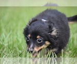 Small #4 Miniature Australian Shepherd