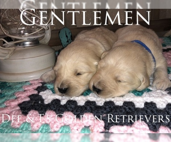 Medium Photo #15 Golden Retriever Puppy For Sale in PRYOR, OK, USA