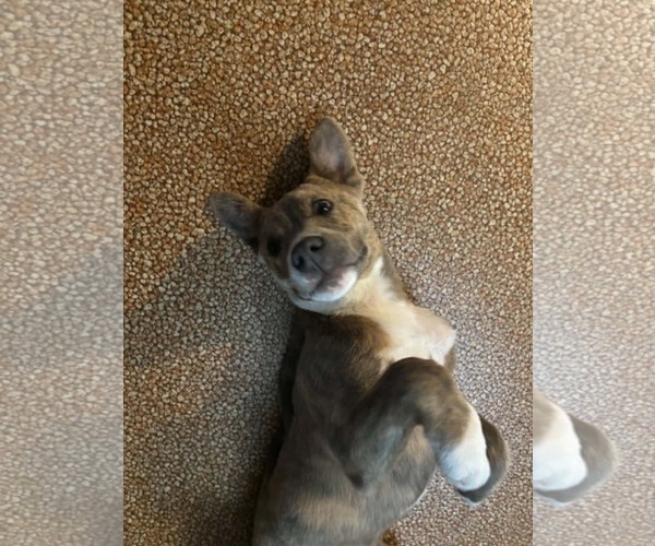 Medium Photo #3 Australian Shepherd-Staffordshire Bull Terrier Mix Puppy For Sale in Mechanicsburg, PA, USA
