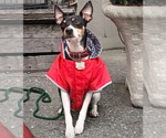 Small #3 Rat Terrier