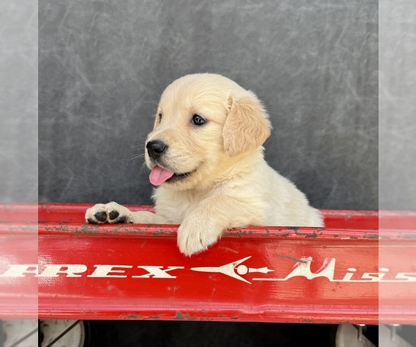 Medium Photo #3 Golden Retriever Puppy For Sale in OCALA, FL, USA