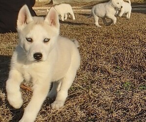 Siberian Husky Puppy for sale in DUNN, NC, USA