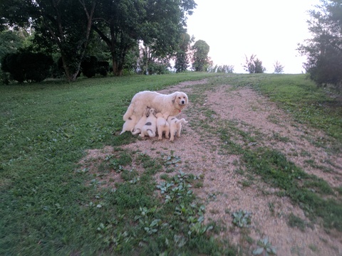 Medium Photo #1 Great Pyrenees Puppy For Sale in WINGINA, VA, USA
