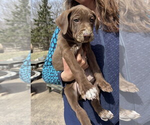 Doberman Pinscher-Unknown Mix Dogs for adoption in Minneaoplis, MN, USA