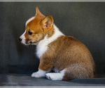 Small Photo #33 Pembroke Welsh Corgi Puppy For Sale in WAKARUSA, IN, USA