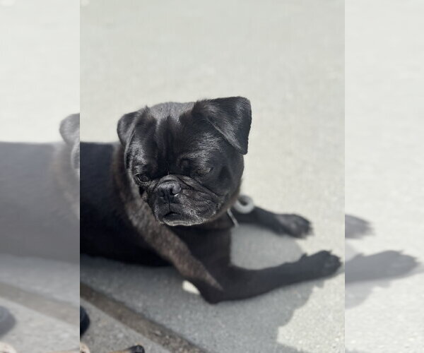 Medium Photo #5 Pug Puppy For Sale in Sandy, UT, USA