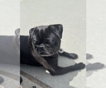 Small #4 Pug