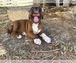 Puppy Soumaya Boxer