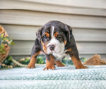 Small #3 Beabull
