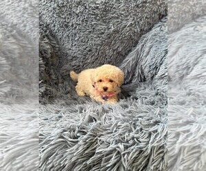Poodle (Toy) Puppy for sale in LOUISVILLE, KY, USA